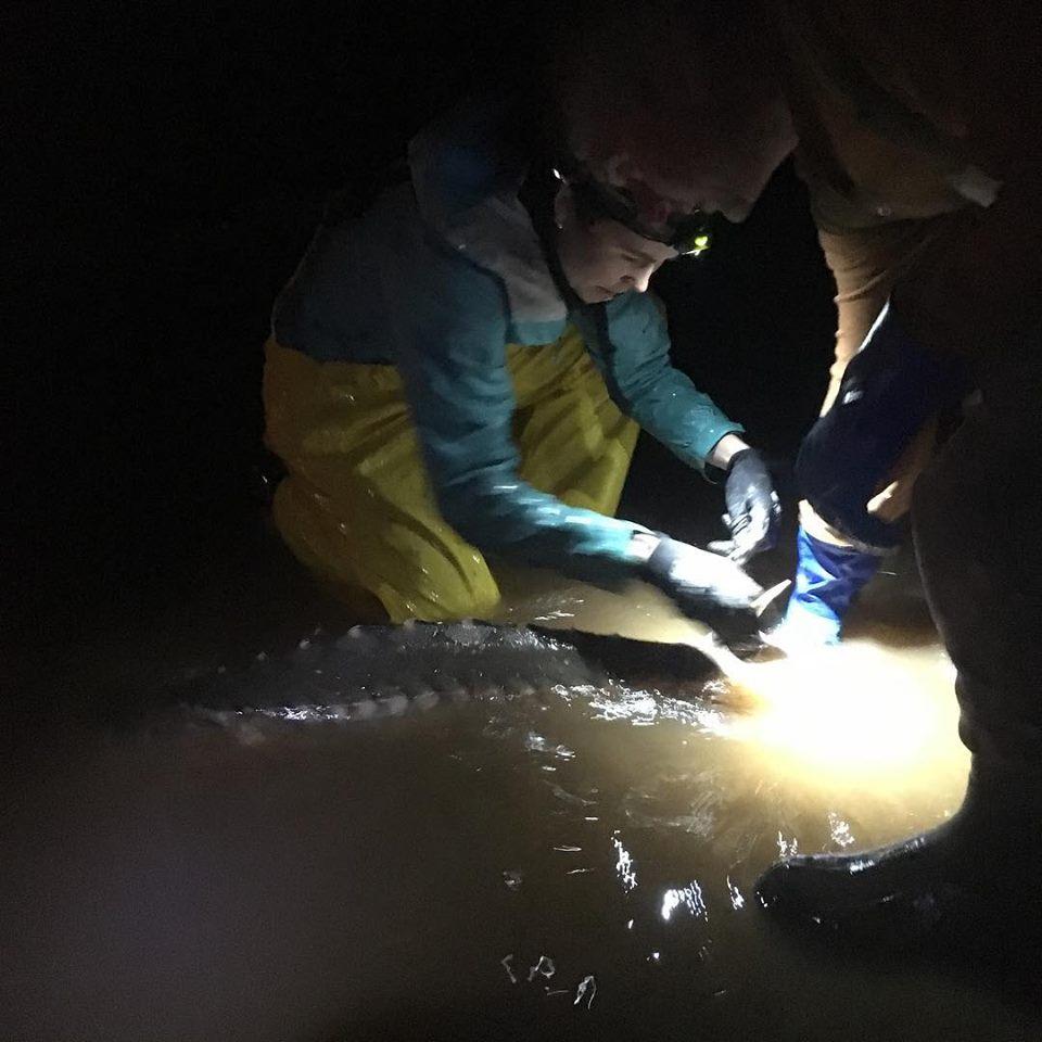 Jessie Lilly attaches a tag to an Atlantic Sturgeon at night